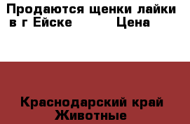 Продаются щенки лайки в г.Ейске ,2016 › Цена ­ 3 000 - Краснодарский край Животные и растения » Собаки   